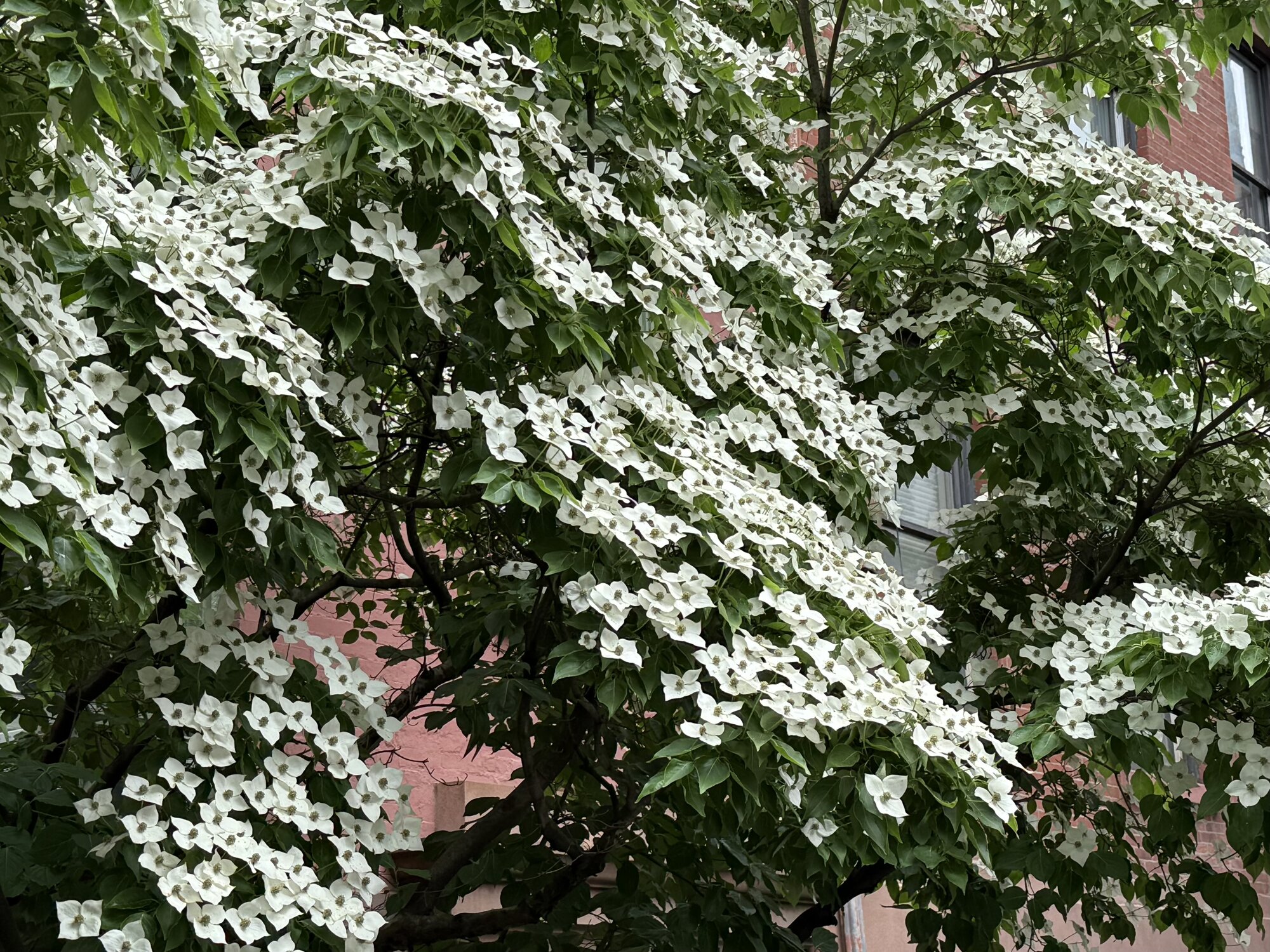 IMG_0020.jpeg