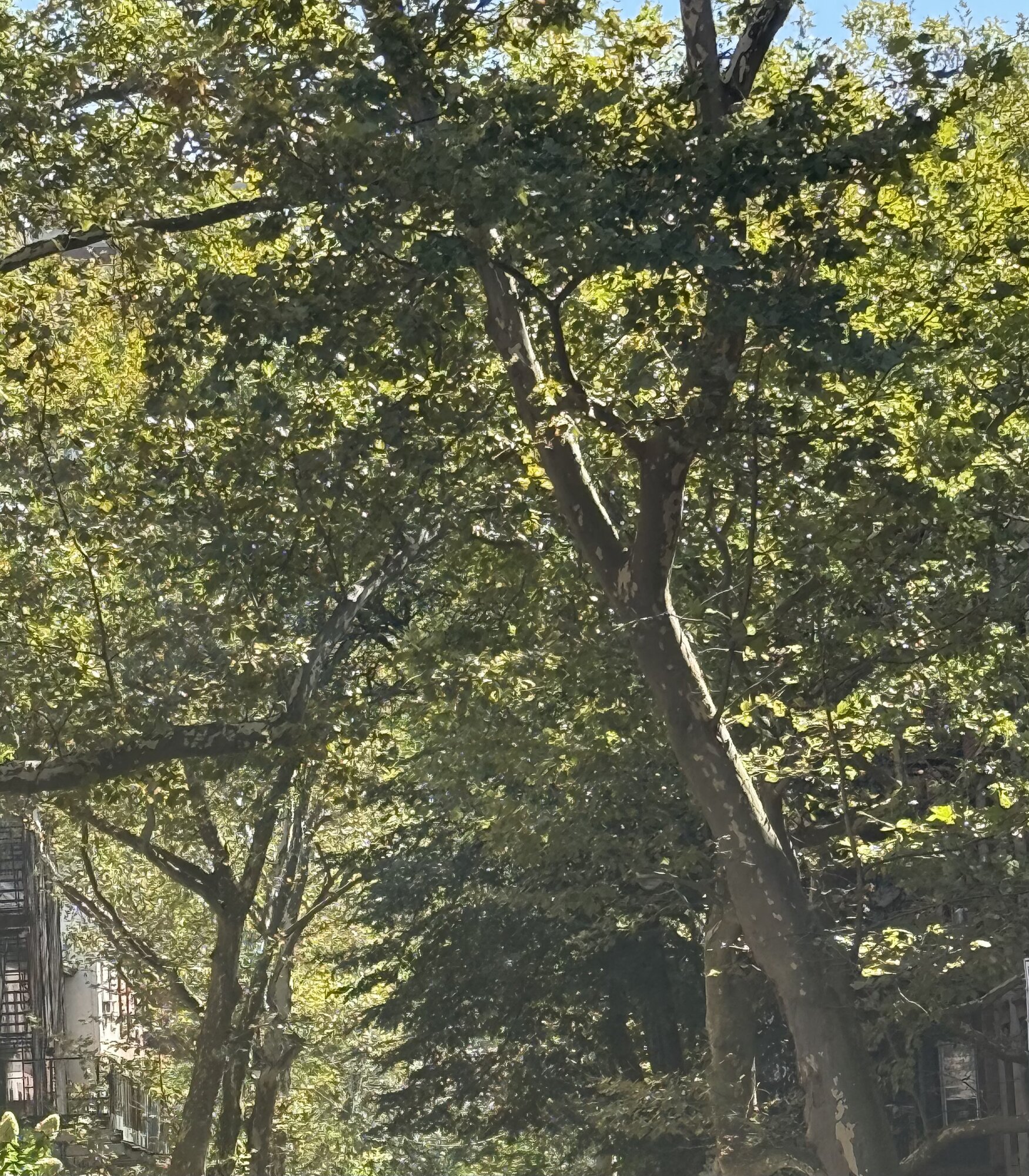 IMG_0365.jpeg