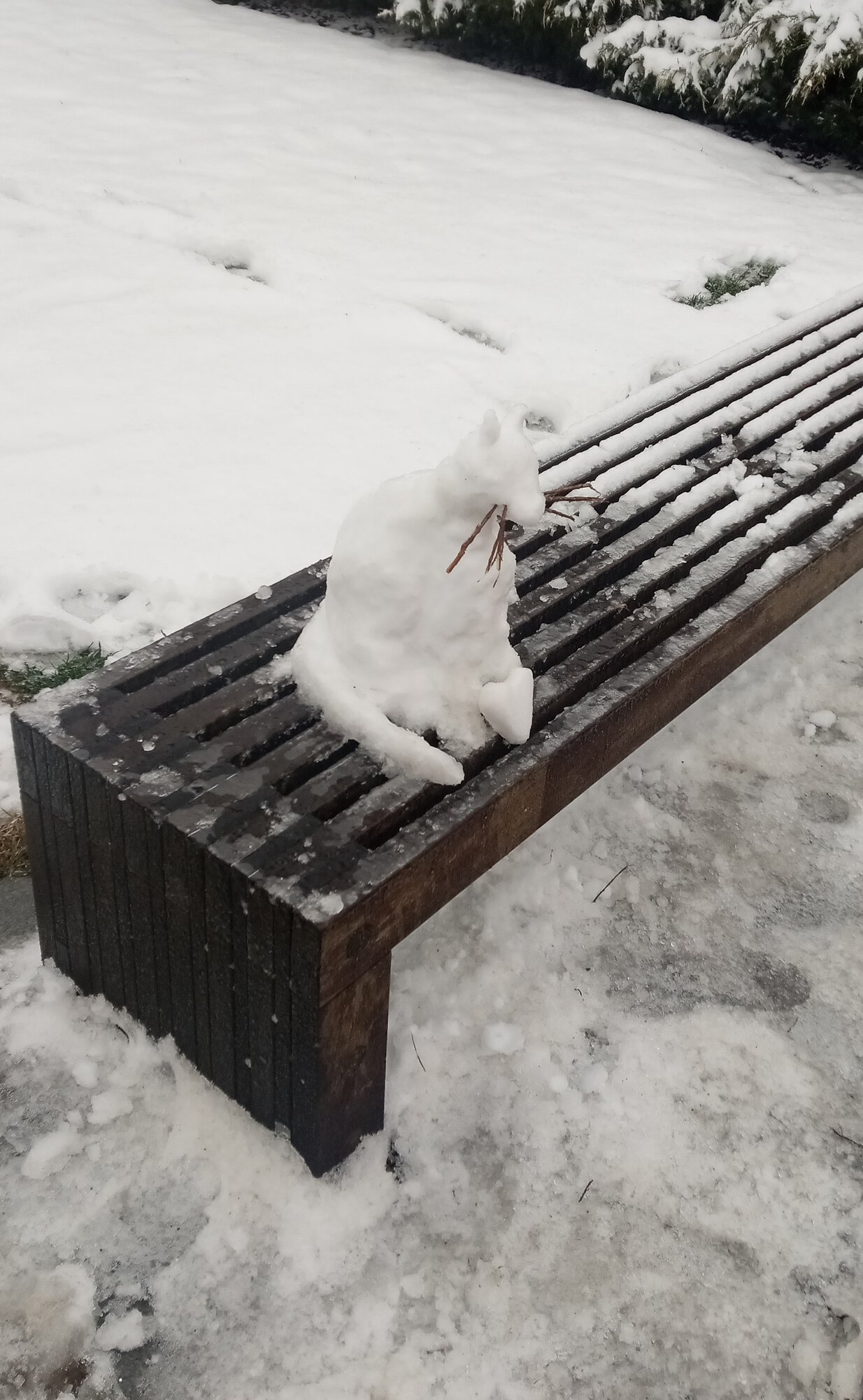 snow cat.jpg