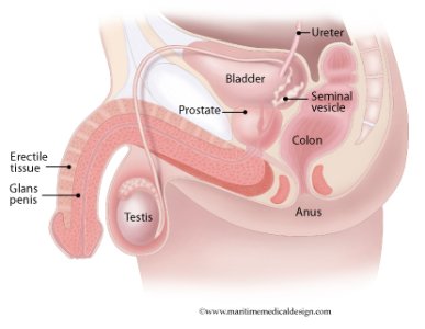 male%20pelvis%20cut%20view%20version.jpg