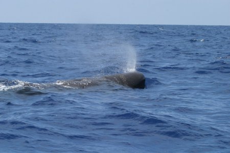 Sperm Whale Blowing.jpg