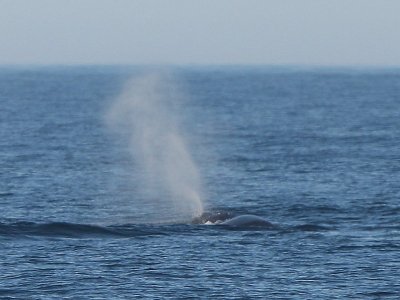 Sperm Whale Blowing 2.jpg