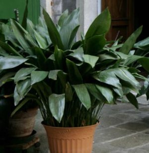 aspidistra.jpg