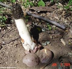 Penis Mushroom.jpg