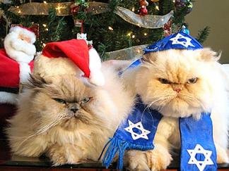 holidaycats.jpg