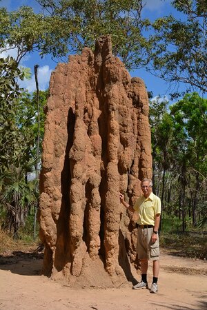 termite colony.jpg
