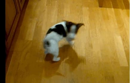 dog chasing  tail 2.jpg