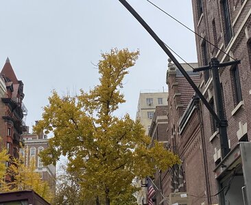 IMG_4249.jpeg IMG_4249.jpeg