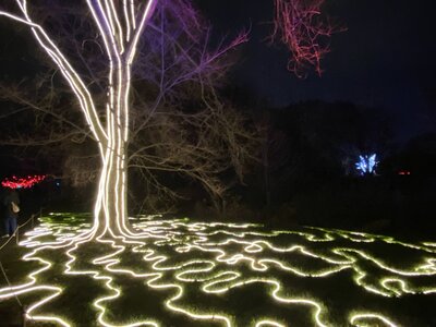 IMG_4388.jpeg IMG_4388.jpeg