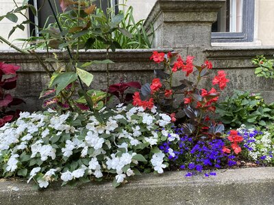 IMG_5132.jpeg IMG_5132.jpeg