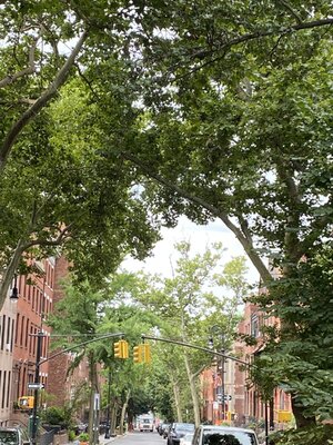 IMG_5196.jpeg IMG_5196.jpeg