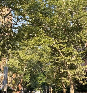 IMG_5258.jpeg IMG_5258.jpeg