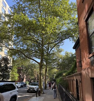 IMG_0273.jpeg