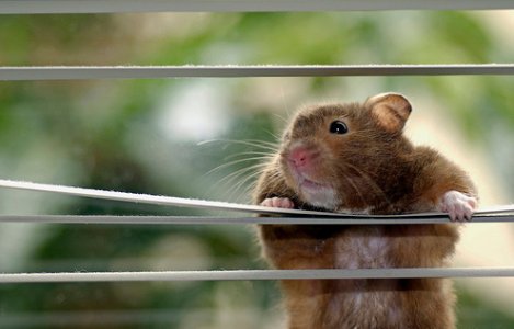hamster.jpg