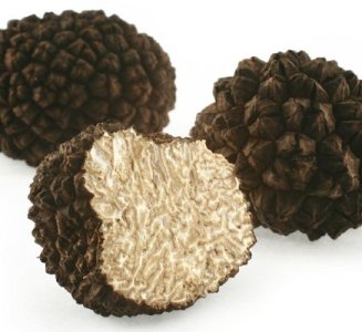 Les champignons.jpg
