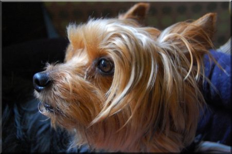 Yorkie1.jpg