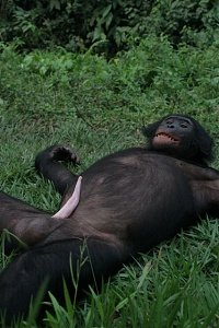 chimp_bonobo_penis_erection_pygmy.jpg