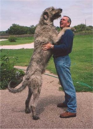 IrishWolfhound.jpg