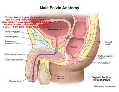 pelvis.jpg