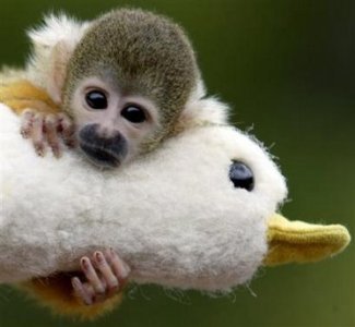 spider monkey with duck.jpg