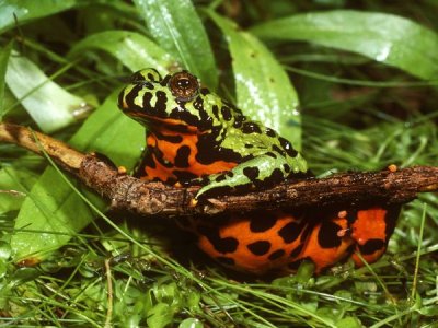 fire-bellied-toad_524_600x450.jpg